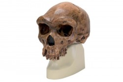 Replika czaszki Homo rhodesiensis (Broken HillŸ Woodward, 1921) - 1001297 [VP754/1]